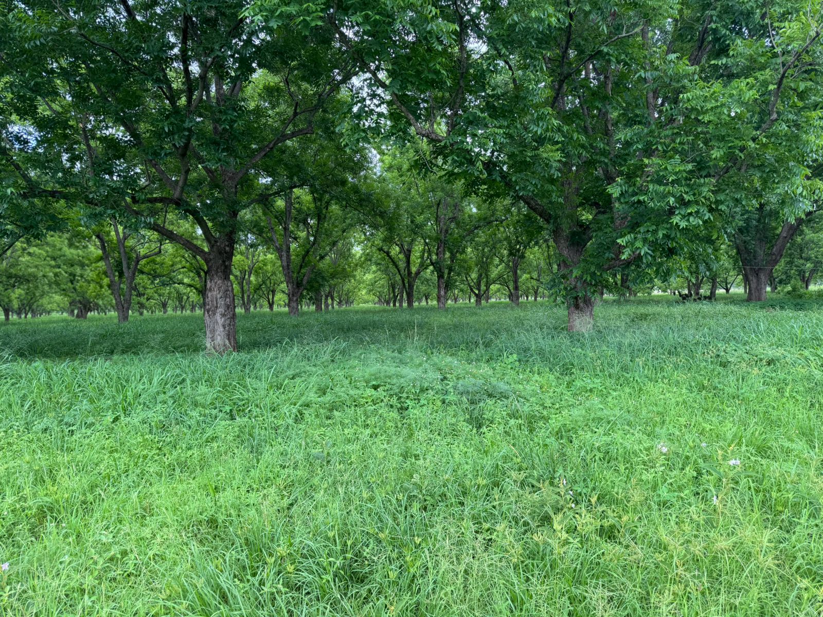 Mashobotho CPAMashobotho CPA